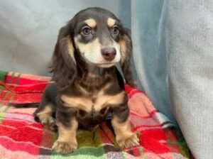 Bella Miniature Long-Haired Dachshund