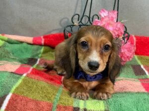 Charlie Miniature Long-Haired Dachshund