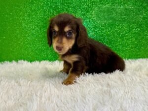 Cooper Miniature Long-Haired Dachshund