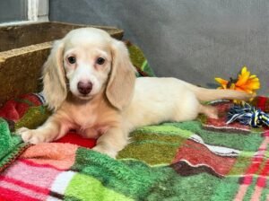 Daisy Miniature Long-Haired Dachshund