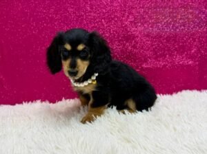 Luna Miniature Long-Haired Dachshund