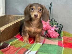 Milo Miniature Long-Haired Dachshund