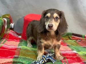 Teddy Miniature Long-Haired Dachshund
