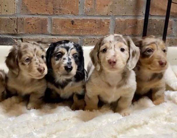 mini dachsunds for sale