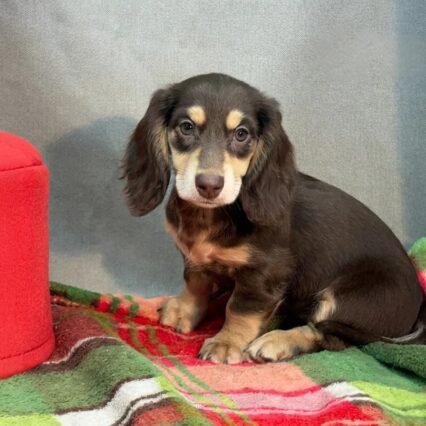 Bella - Miniature Long-Haired Dachshund