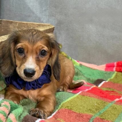 Charlie - Miniature Long-Haired Dachshund
