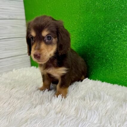 Cooper - Miniature Long-Haired Dachshund