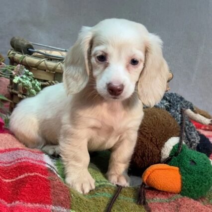 Daisy - Miniature Long-Haired Dachshund