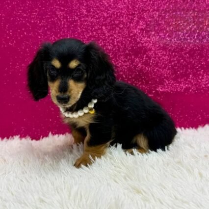 Luna - Miniature Long-Haired Dachshund