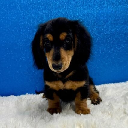 Max - Miniature Long-Haired Dachshund