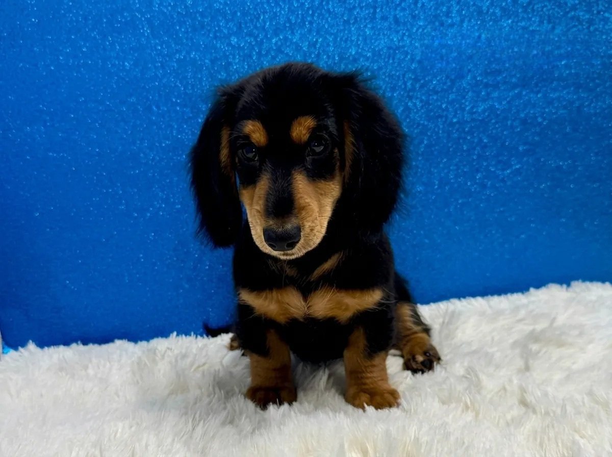 Max - Miniature Long-Haired Dachshund