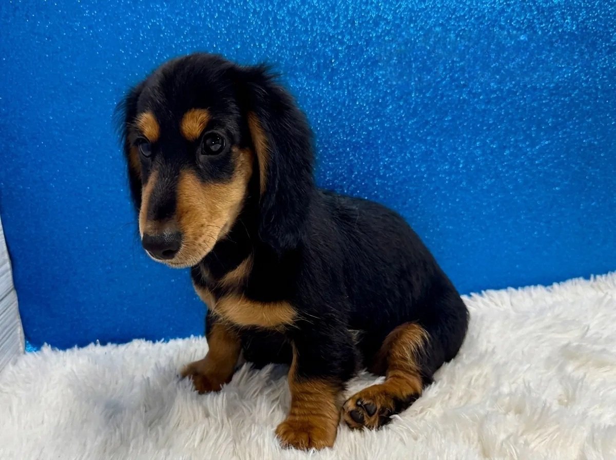 Max - Miniature Long-Haired Dachshund - Image 2