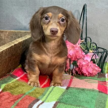 Milo - Miniature Long-Haired Dachshund