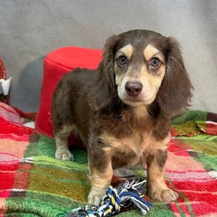 Teddy - Miniature Long-Haired Dachshund