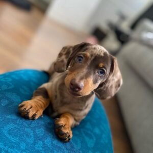 What to Expect with Mini Dachshund Puppies
