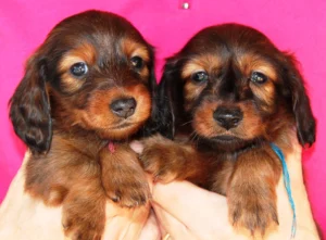 Why Mini Dachshund Puppies Are So Popular