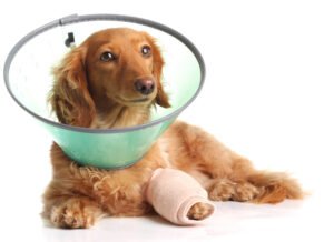 Health Considerations for Mini Dachshund Puppies